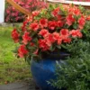 Fast Growing Trees Autumn Embers™ Encore® Azalea