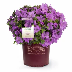 Fast Growing Trees Azaleas Autumn Lilac™ Encore® Azalea