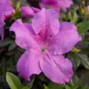 Fast Growing Trees Azaleas Autumn Lilac™ Encore® Azalea