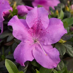 Fast Growing Trees Azaleas Autumn Lilac™ Encore® Azalea