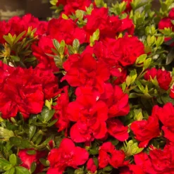 Fast Growing Trees Autumn Bonfire™ Encore® Azalea 8 Fast Growing Trees Autumn Bonfire™ Encore® Azalea