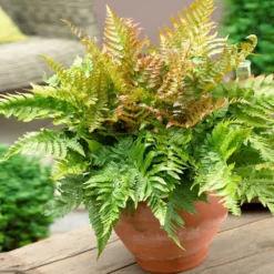 Fast Growing Trees Brilliance Autumn Fern Plant 9 Fast Growing Trees Brilliance Autumn Fern Plant