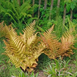 Fast Growing Trees Brilliance Autumn Fern Plant