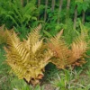 Fast Growing Trees Brilliance Autumn Fern Plant 1 Fast Growing Trees Brilliance Autumn Fern Plant