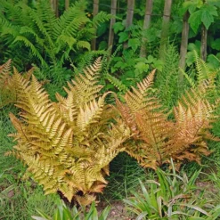 Fast Growing Trees Brilliance Autumn Fern Plant
