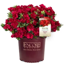 Fast Growing Trees Autumn Fire™ Encore® Azalea Shrub