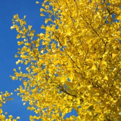 Fast Growing Trees Ginkgo Trees Autumn Gold Ginkgo Tree