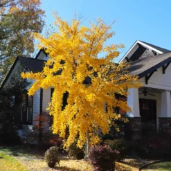 Fast Growing Trees Ginkgo Trees Autumn Gold Ginkgo Tree