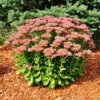 Fast Growing Trees See All Shrubs & Hedges Autumn Joy Sedum