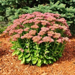 Fast Growing Trees See All Shrubs & Hedges Autumn Joy Sedum