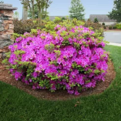 Fast Growing Trees Autumn Royalty® Encore® Azalea