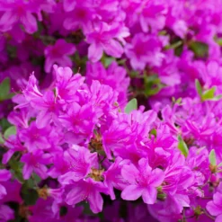 Fast Growing Trees Autumn Royalty® Encore® Azalea