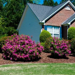 Fast Growing Trees Autumn Royalty® Encore® Azalea