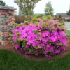 Fast Growing Trees Autumn Royalty® Encore® Azalea