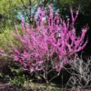 Fast Growing Trees Avondale Redbud Tree