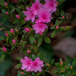 Fast Growing Trees Azalea Shrubs Karen Azalea Shrub
