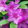 Fast Growing Trees Azalea Shrubs Karen Azalea Shrub