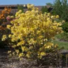 Fast Growing Trees Lemon Lights Azalea Shrub Azalea Shrubs