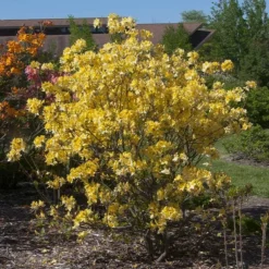 Fast Growing Trees Lemon Lights Azalea Shrub Azalea Shrubs