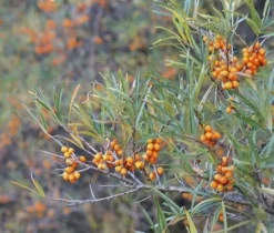 Fast Growing Trees Sea Buckthorn Most Cold Hardy