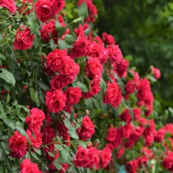 Fast Growing Trees Blaze Improved Climbing Rose