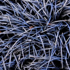 Fast Growing Trees Black Mondo Grass