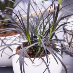 Fast Growing Trees Black Mondo Grass