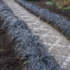 Fast Growing Trees Black Mondo Grass