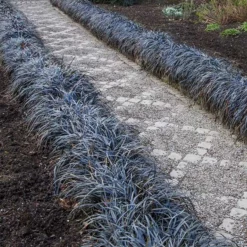 Fast Growing Trees Black Mondo Grass