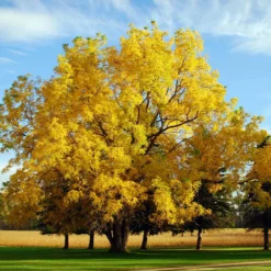 Fast Growing Trees Nut Trees Black Walnut Tree
