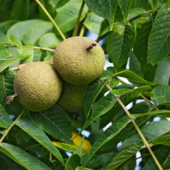 Fast Growing Trees Nut Trees Black Walnut Tree