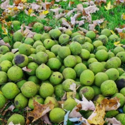 Fast Growing Trees Nut Trees Black Walnut Tree