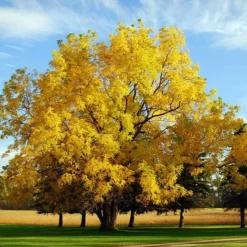 Fast Growing Trees Nut Trees Black Walnut Tree