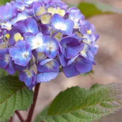 Fast Growing Trees Hydrangea Shrubs Endless Summer® BloomStruck® Hydrangea Shrub