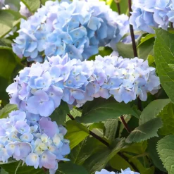 Fast Growing Trees Hydrangea Shrubs Blue Enchantress® Hydrangea