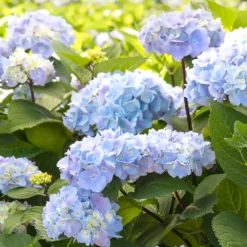 Fast Growing Trees Hydrangea Shrubs Blue Enchantress® Hydrangea