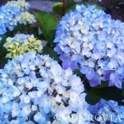 Fast Growing Trees Hydrangea Shrubs Blue Enchantress® Hydrangea