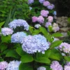 Fast Growing Trees Hydrangea Shrubs Blue Enchantress® Hydrangea