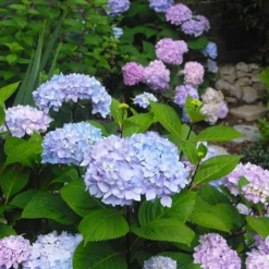 Fast Growing Trees Hydrangea Shrubs Blue Enchantress® Hydrangea