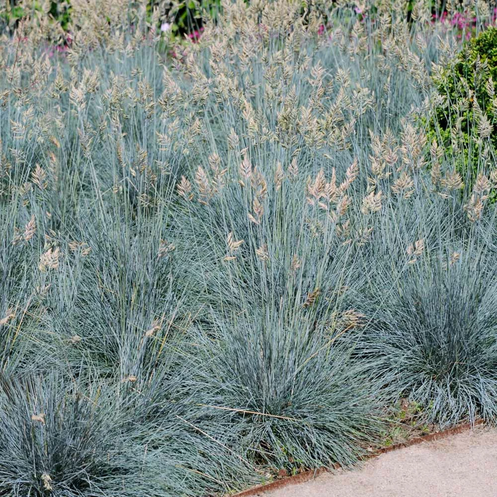 Fast Growing Trees Ornamental Grasses Blue Fescue Grass 4 Fast Growing Trees Ornamental Grasses Blue Fescue Grass