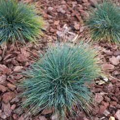Fast Growing Trees Ornamental Grasses Blue Fescue Grass 8 Fast Growing Trees Ornamental Grasses Blue Fescue Grass