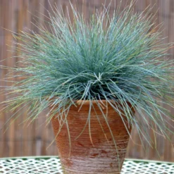 Fast Growing Trees Ornamental Grasses Blue Fescue Grass 9 Fast Growing Trees Ornamental Grasses Blue Fescue Grass