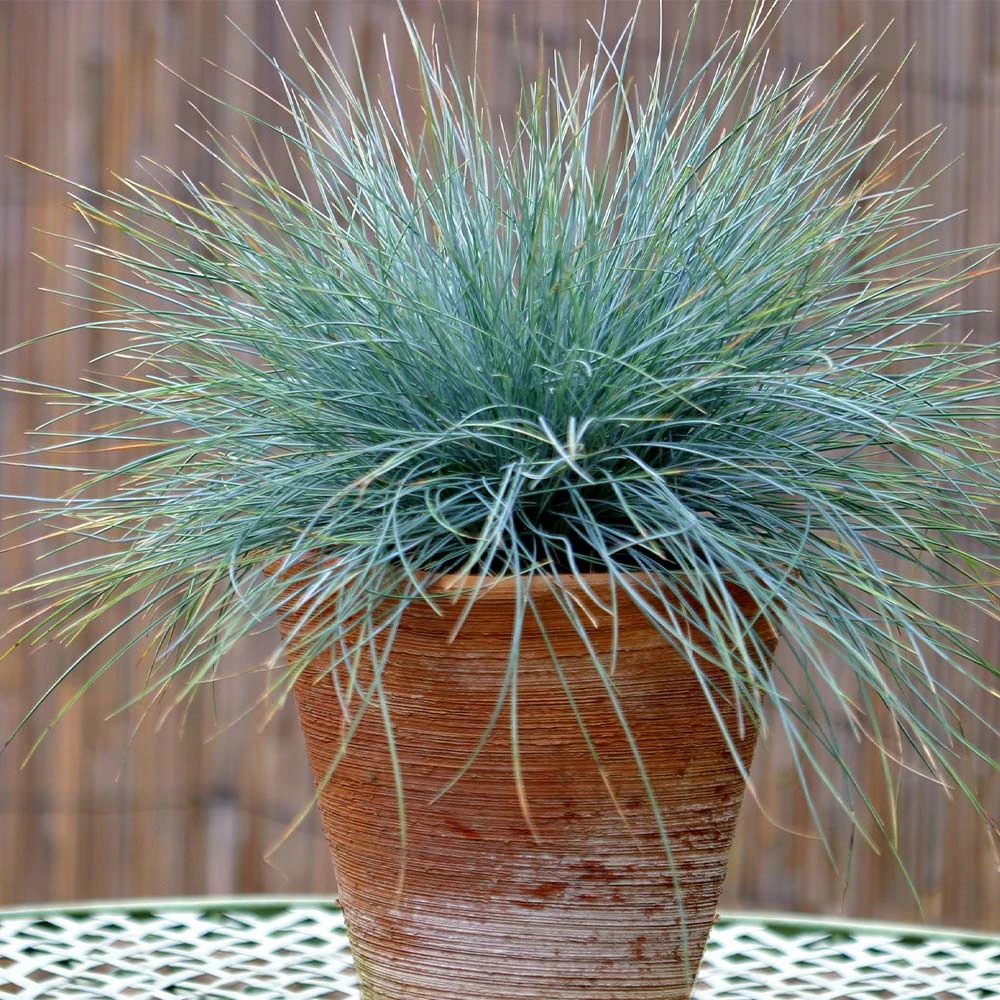 Fast Growing Trees Ornamental Grasses Blue Fescue Grass 6 Fast Growing Trees Ornamental Grasses Blue Fescue Grass