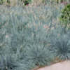 Fast Growing Trees Ornamental Grasses Blue Fescue Grass