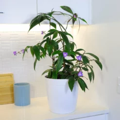 Fast Growing Trees Weeping Blue Ginger Plant