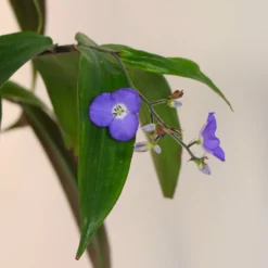 Fast Growing Trees Weeping Blue Ginger Plant