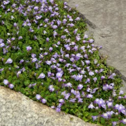 Fast Growing Trees Creeping Mazus Plants For Wet Areas