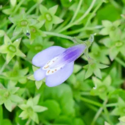 Fast Growing Trees Creeping Mazus Plants For Wet Areas