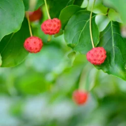 Fast Growing Trees Dogwood Trees Blue Ray Kousa Dogwood