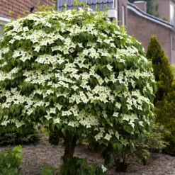 Fast Growing Trees Dogwood Trees Blue Ray Kousa Dogwood